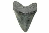 Huge, Fossil Megalodon Tooth - South Carolina #285006-2